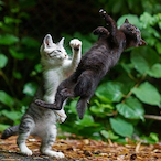 DividedBoi's Avatar'