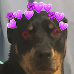 TurtleKingBoss's Avatar'