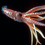 AFeistySquid's Avatar'