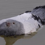 Drowning_Pigeon's Avatar'