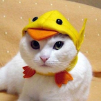 wstrr.SoloQ's Avatar'