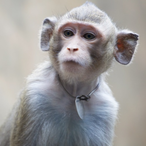 StopSkullTTV's Avatar'