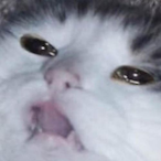 Baka_Oppai's Avatar'