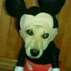 Icurrus's Avatar'