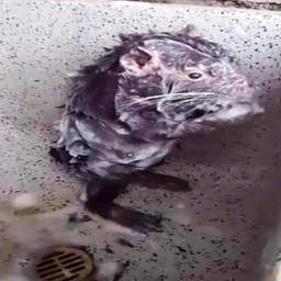 ratatouille.DB