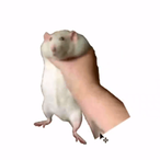 cchoppo's Avatar'