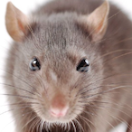 JulisSeizures's Avatar'