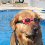 zestytodger's Avatar'