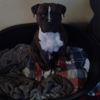 Buz.zLightYear's Avatar