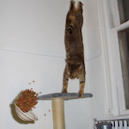 LizThatOneNun's Avatar'