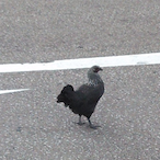 ViciousChicken9's Avatar