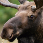 MoosseMan's Avatar'