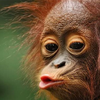 Sumatomonki's Avatar'