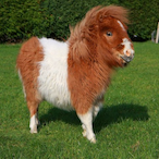 Shetlandpony_69's Avatar'