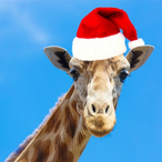 KUT-Giraffe's Avatar'