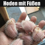 SalzigerHoden's Avatar'