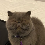CrazyCat1628's Avatar'