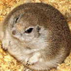 SloppyUce's Avatar'