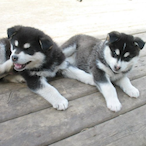 BappoIsElchappo's Avatar'