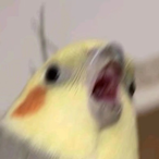 PekoCarrot's Avatar'