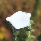 Grunchie_Scoby's Avatar'