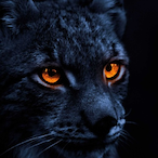 Lynx.Astex's Avatar'