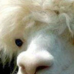 XxXCRo55XxX's Avatar'