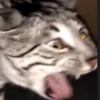 SentimenaI's Avatar'