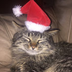 Mrcatmanjr's Avatar'