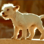 Idefix-'s Avatar'