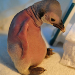 FaZe-Penguin's Avatar'