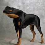 frog.dog's Avatar'