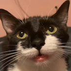 TacoMitKaese's Avatar'