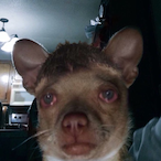jIzBullys's Avatar'