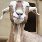 BodeGaiat0's Avatar'