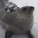 Sardonic-Seal's Avatar'