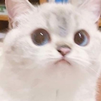 PineapplePy's Avatar'