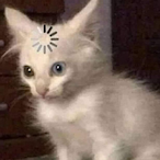 GapingWaifu's Avatar'