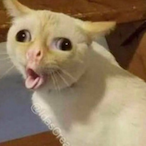 vni.GODSENT's Avatar'