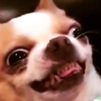 SIR-PEEWEE-lll's Avatar'