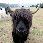 RigaDiKetch_'s Avatar'