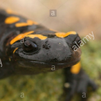 SpicySalamander's Avatar