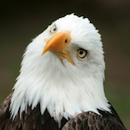 xd_Eagle's Avatar'