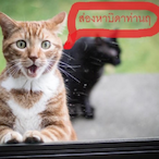 SryMycatplaying's Avatar'