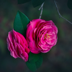 Shinobu_Pnkt's Avatar'