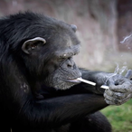 JayDaRAQster's Avatar'