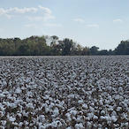 Cotton..Field's Avatar'