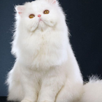 scarstissues's Avatar'