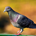 birb-_-'s Avatar'