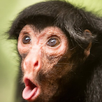 BlackApe32's Avatar'